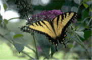 butterflyr (19K)
